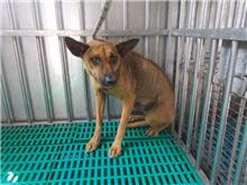Tan adult female mixed-breed dog, Medium, shelter no. …7263