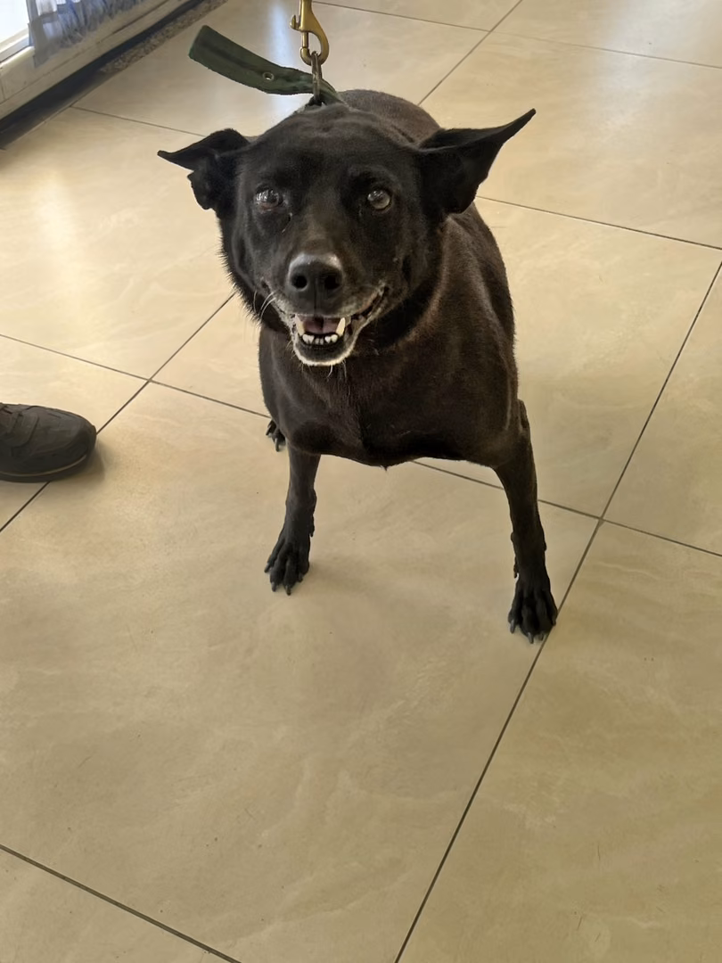 Black adult female mixed-breed dog, Medium, shelter no. …4D02