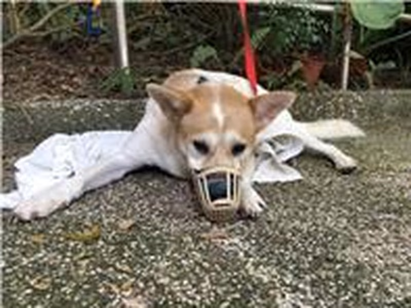Tan-and-white adult male mixed-breed dog, Medium, shelter no. …1102
