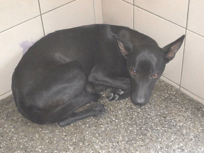 Black adult female mixed-breed dog, Large, shelter no. …0801