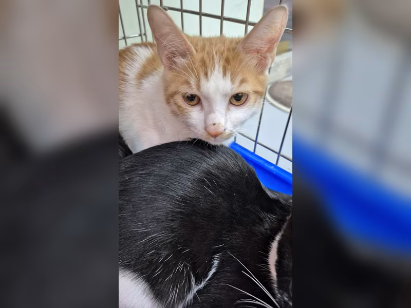 Orange-and-white young male mixed-breed cat, Small, shelter no. …0002