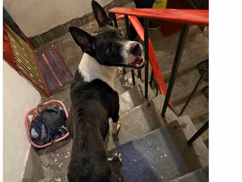 Black-and-white adult male mixed-breed dog, Medium, shelter no. …7001