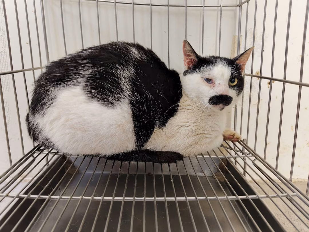 Black-and-white adult male mixed-breed cat, Medium, shelter no. …1410