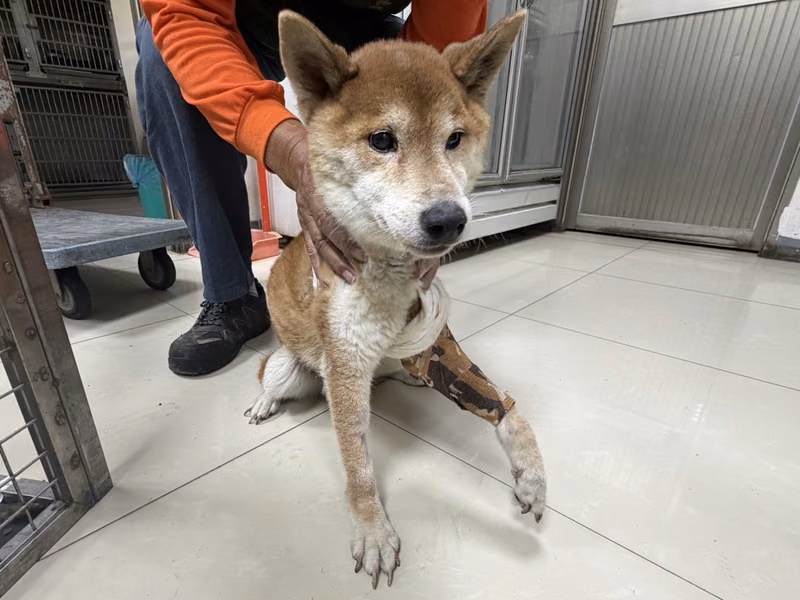 ミックス犬（オス・成犬・茶）、中型, 施設番号 …0225