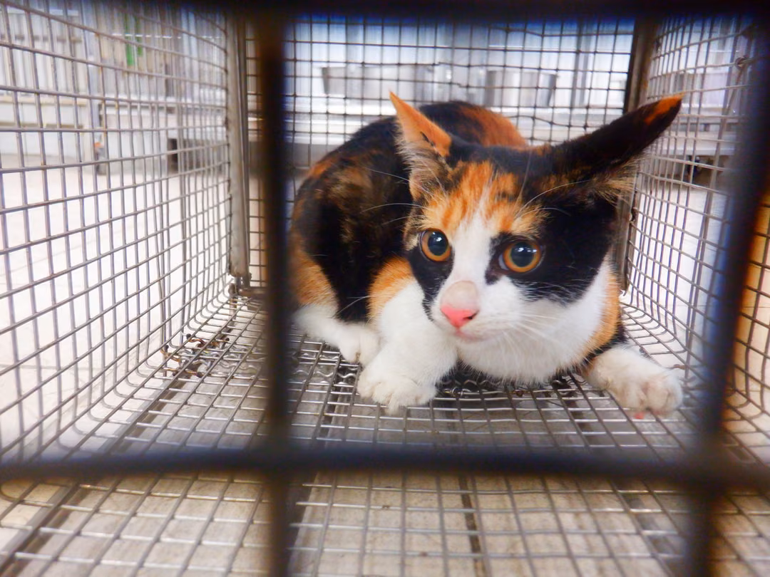 Calico adult female mixed-breed cat, Small, shelter no. …13C6