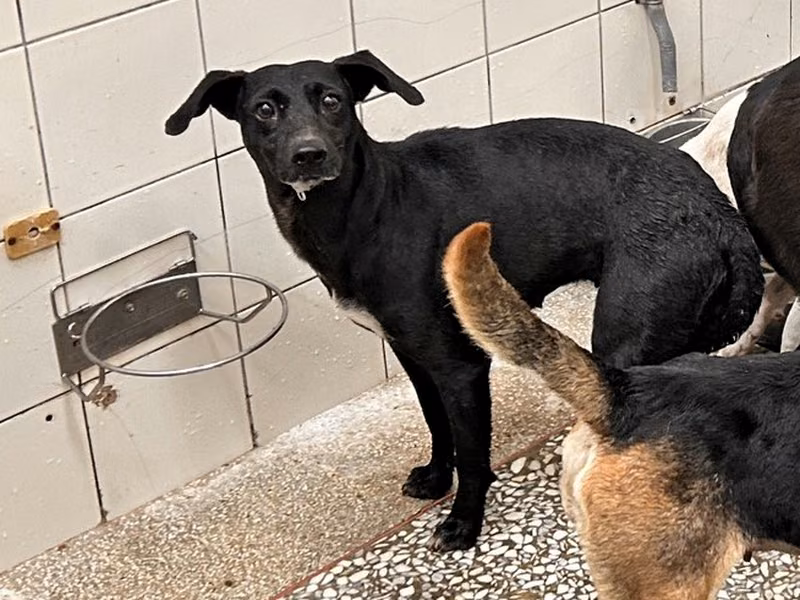 Black adult female mixed-breed dog, Large, shelter no. …5A25