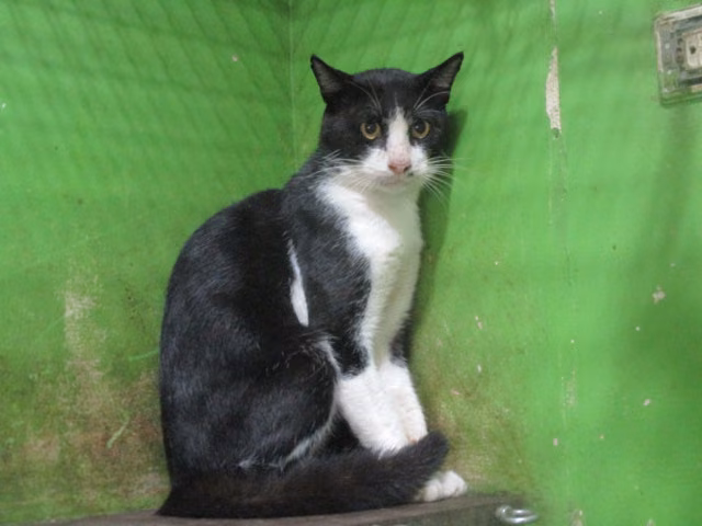 Black adult male mixed-breed cat, Medium, shelter no. …1-4a