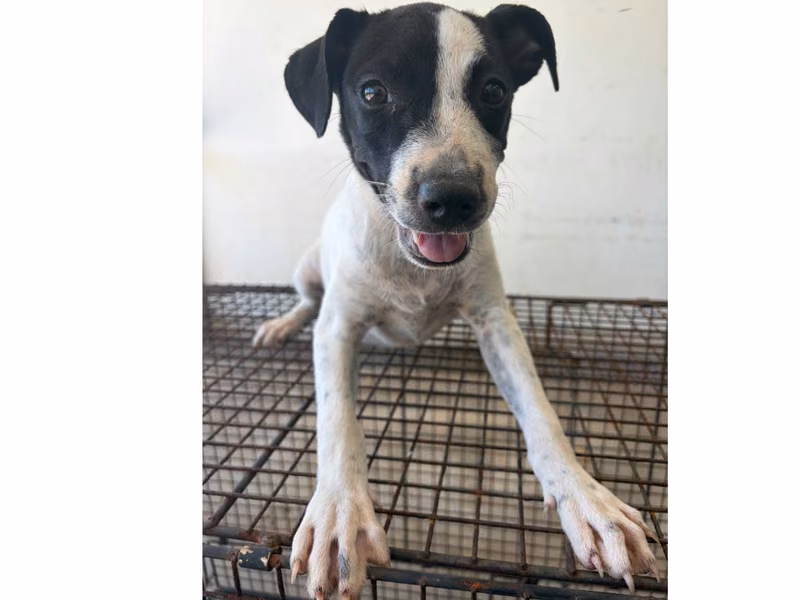 Black-and-white young female mixed-breed dog, Medium, shelter no. …5003