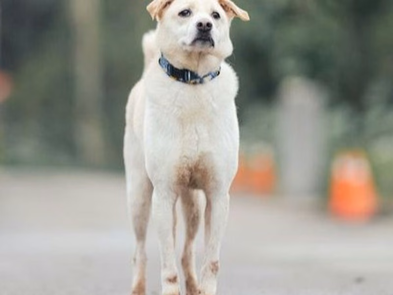Tan-and-white adult male mixed-breed dog, Medium, shelter no. …6003