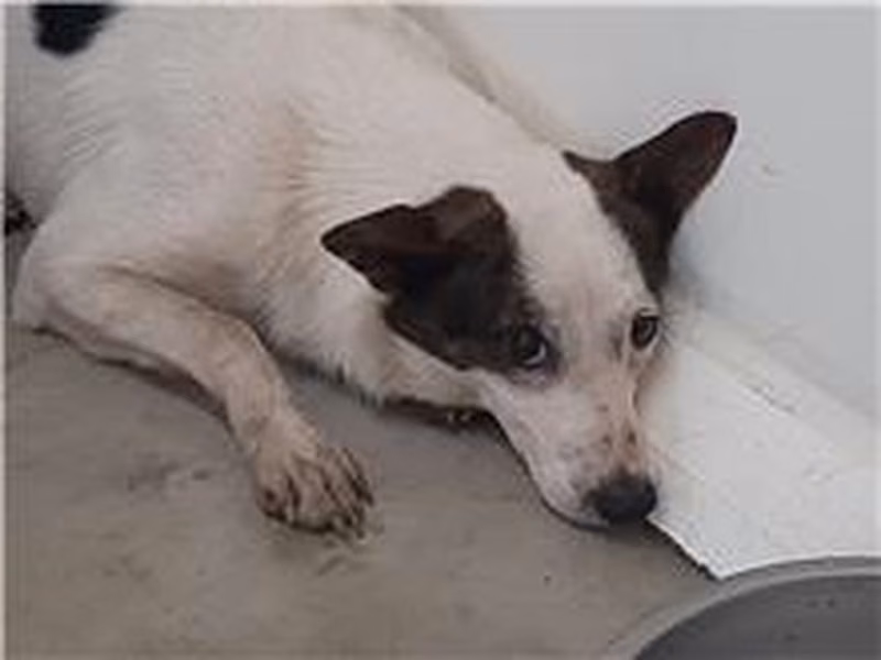 Brown-and-white adult male mixed-breed dog, Medium, shelter no. …2307