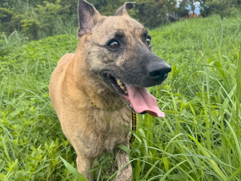 Tabby adult male mixed-breed dog, Large, shelter no. …0001