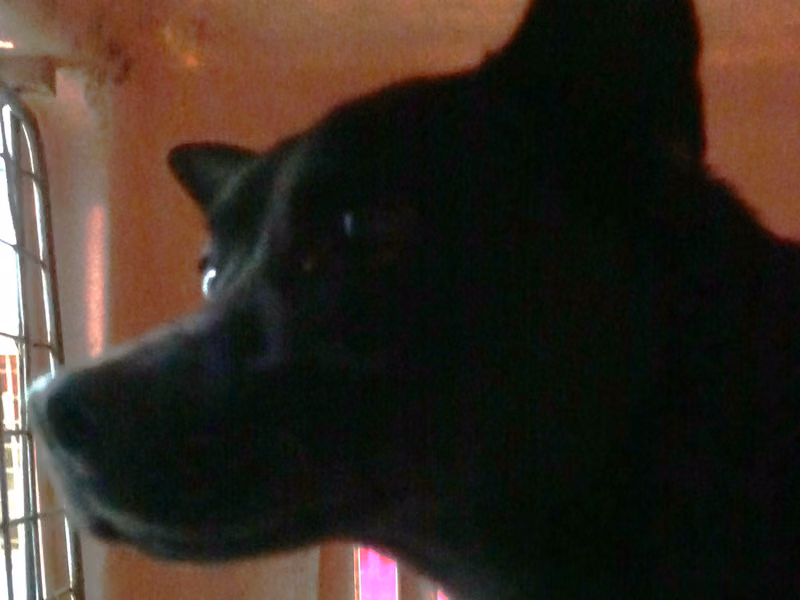 Black adult male mixed-breed dog, Large, shelter no. …2342