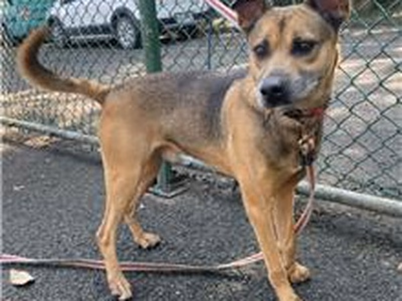 Black-and-tan adult male mixed-breed dog, Medium, shelter no. …0402