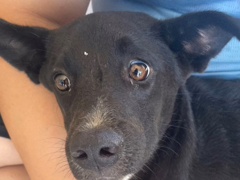 Black-and-white young female mixed-breed dog, Medium, shelter no. …9013