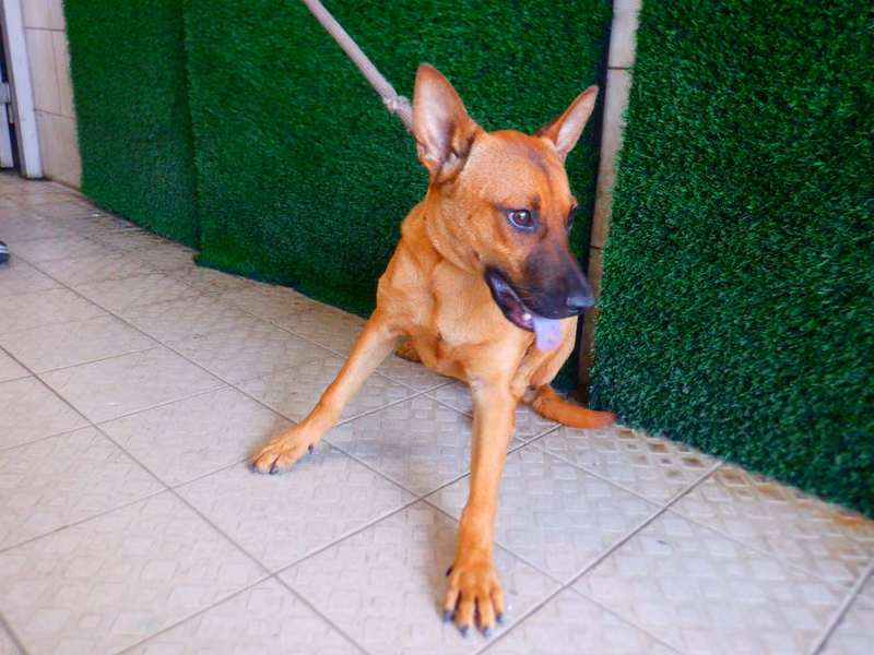 Tan adult male mixed-breed dog, Medium, shelter no. …5762