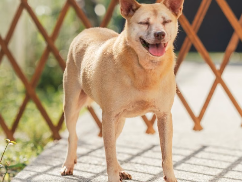 Tan adult female mixed-breed dog, Small, shelter no. …0702