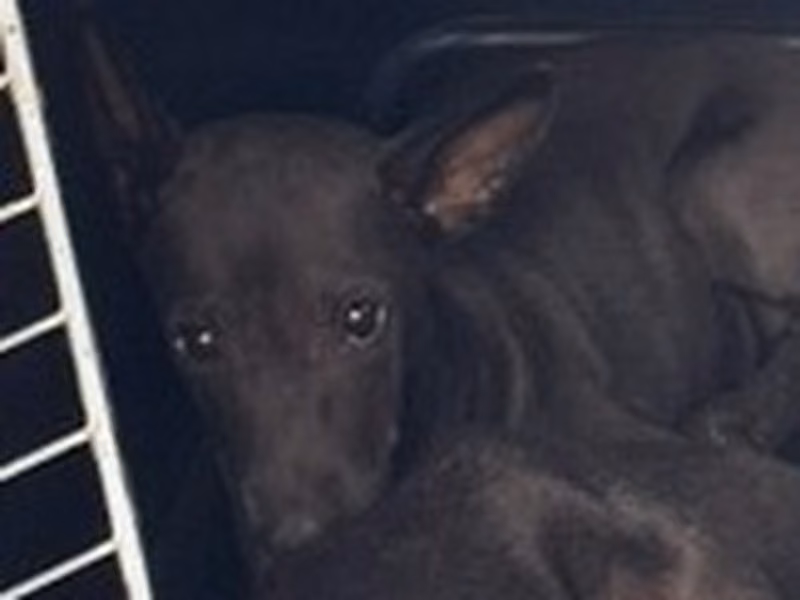 Black young mixed-breed dog, Small, shelter no. …4002