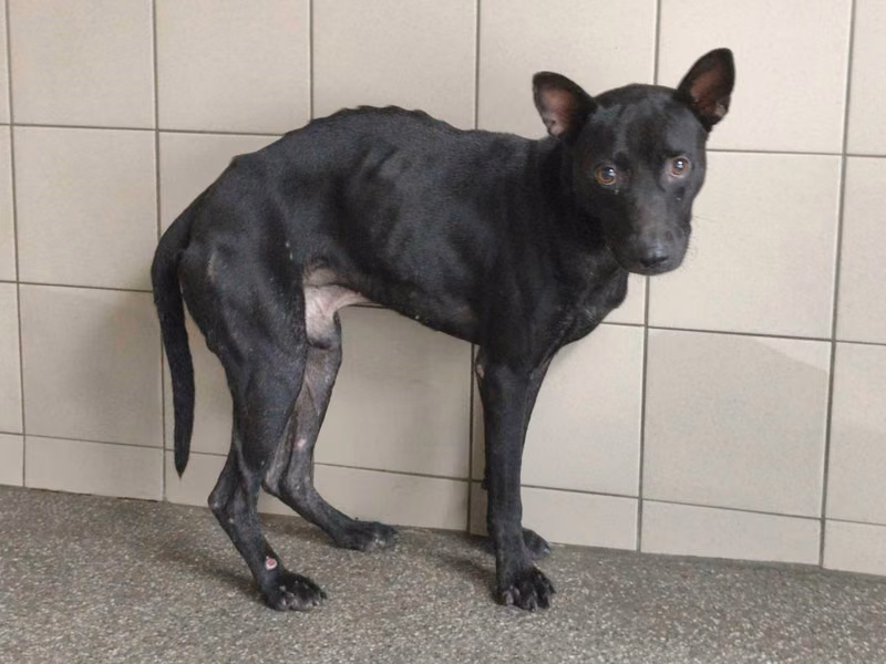 Black adult male mixed-breed dog, Large, shelter no. …1908
