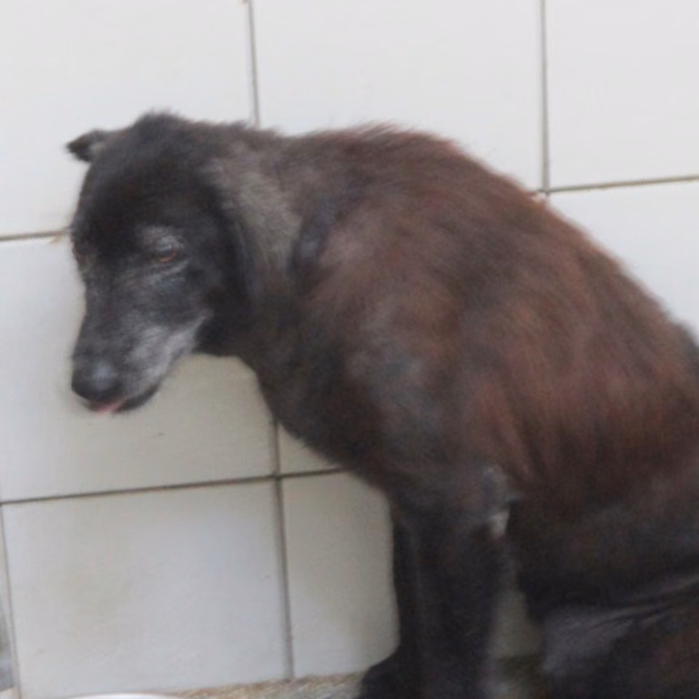 Tan adult female mixed-breed dog, Large, shelter no. …25-1