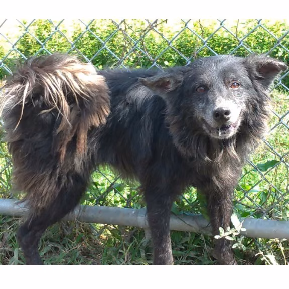 Black adult male mixed-breed dog, Medium, shelter no. …2015