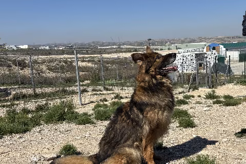Richard, Senior · Male · Large · Mixed breed