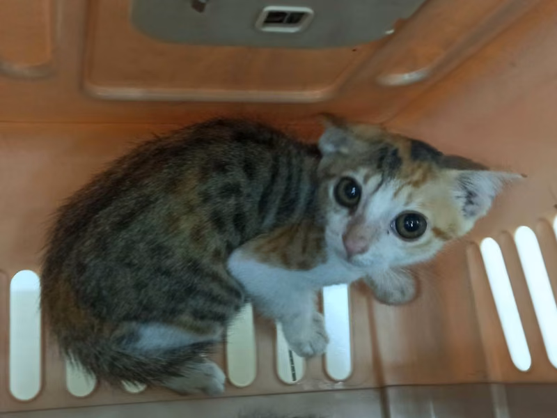 Calico young female mixed-breed cat, Small, shelter no. …2C01