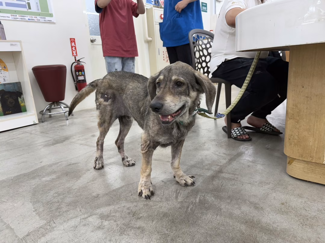 Brown-and-gray adult male mixed-breed dog, Medium, shelter no. …1204