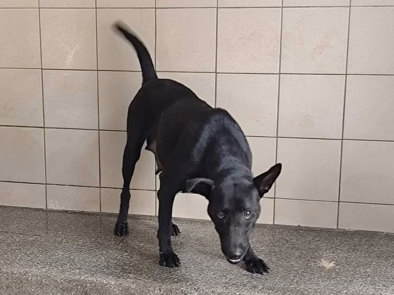 Black adult female mixed-breed dog, Large, shelter no. …1101