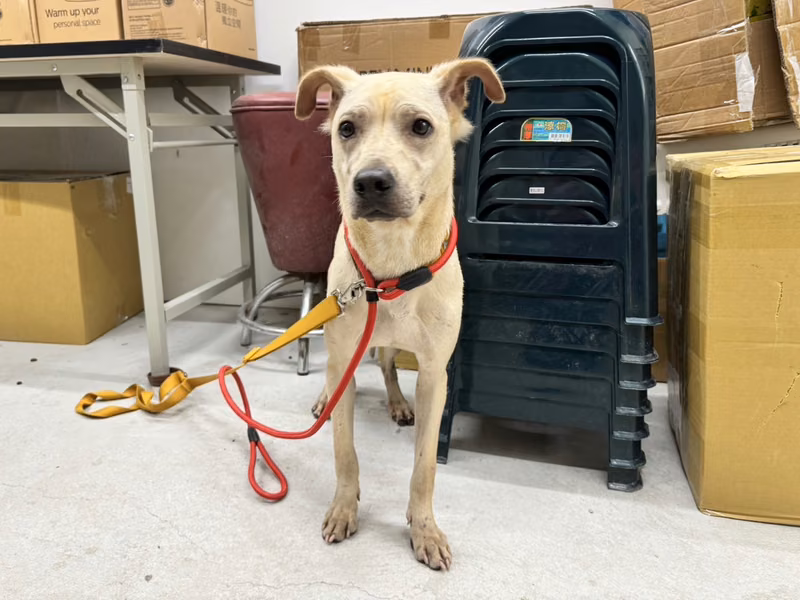 Tan adult female mixed-breed dog, Medium, shelter no. …2404