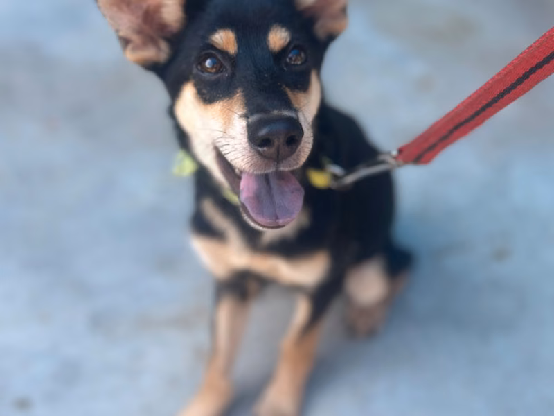 Black-and-tan adult female mixed-breed dog, Medium, shelter no. …1005