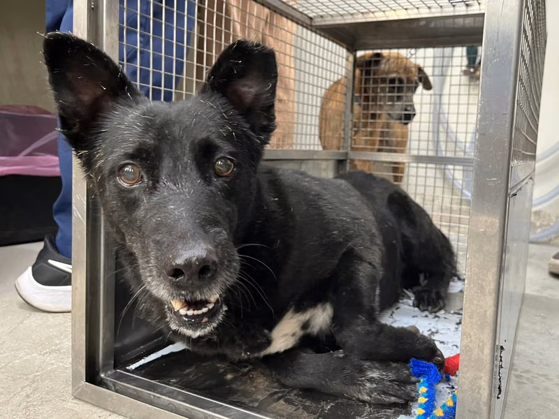 Black adult male mixed-breed dog, Medium, shelter no. …1702