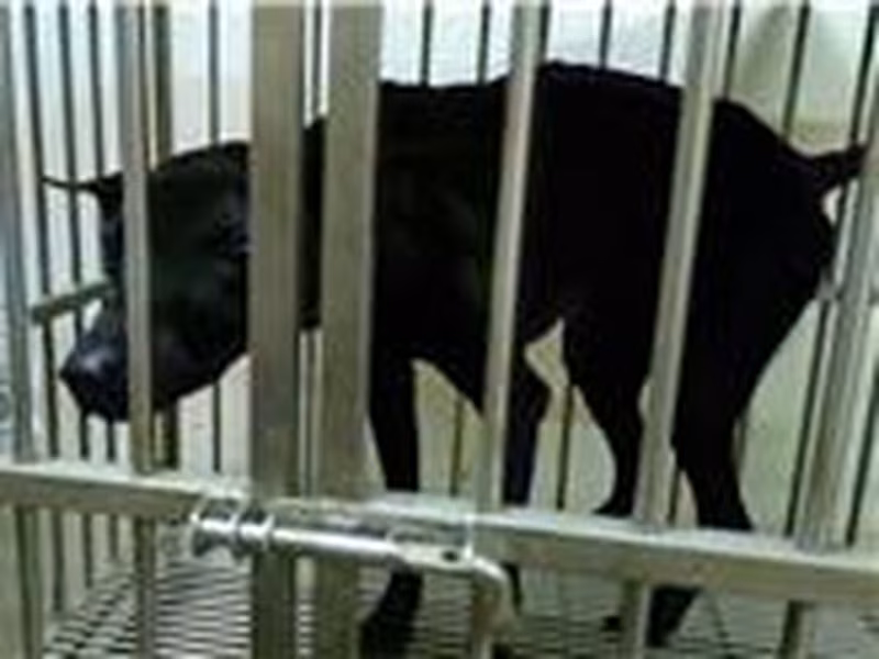 Black adult male mixed-breed dog, Large, shelter no. …064D