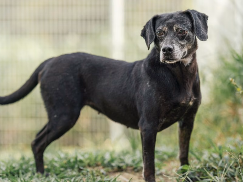 Black adult female mixed-breed dog, Medium, shelter no. …8001