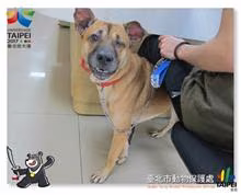 Brown adult male mixed-breed dog, Medium, shelter no. …2009