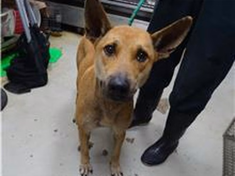 Tan adult male mixed-breed dog, Medium, shelter no. …2202