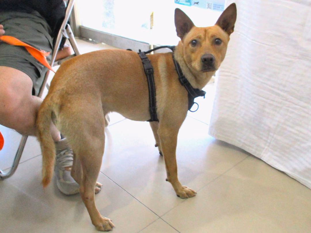 Tan young male mixed-breed dog, Medium, shelter no. …22A8