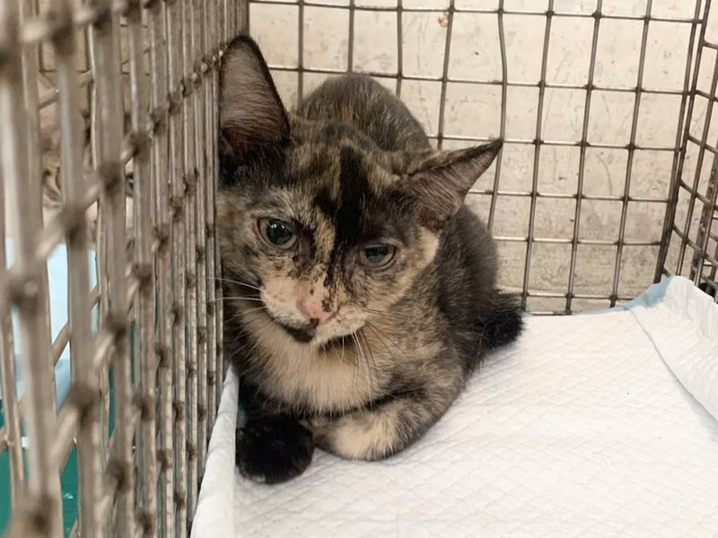 Young female mixed-breed cat, Small, shelter no. …2205