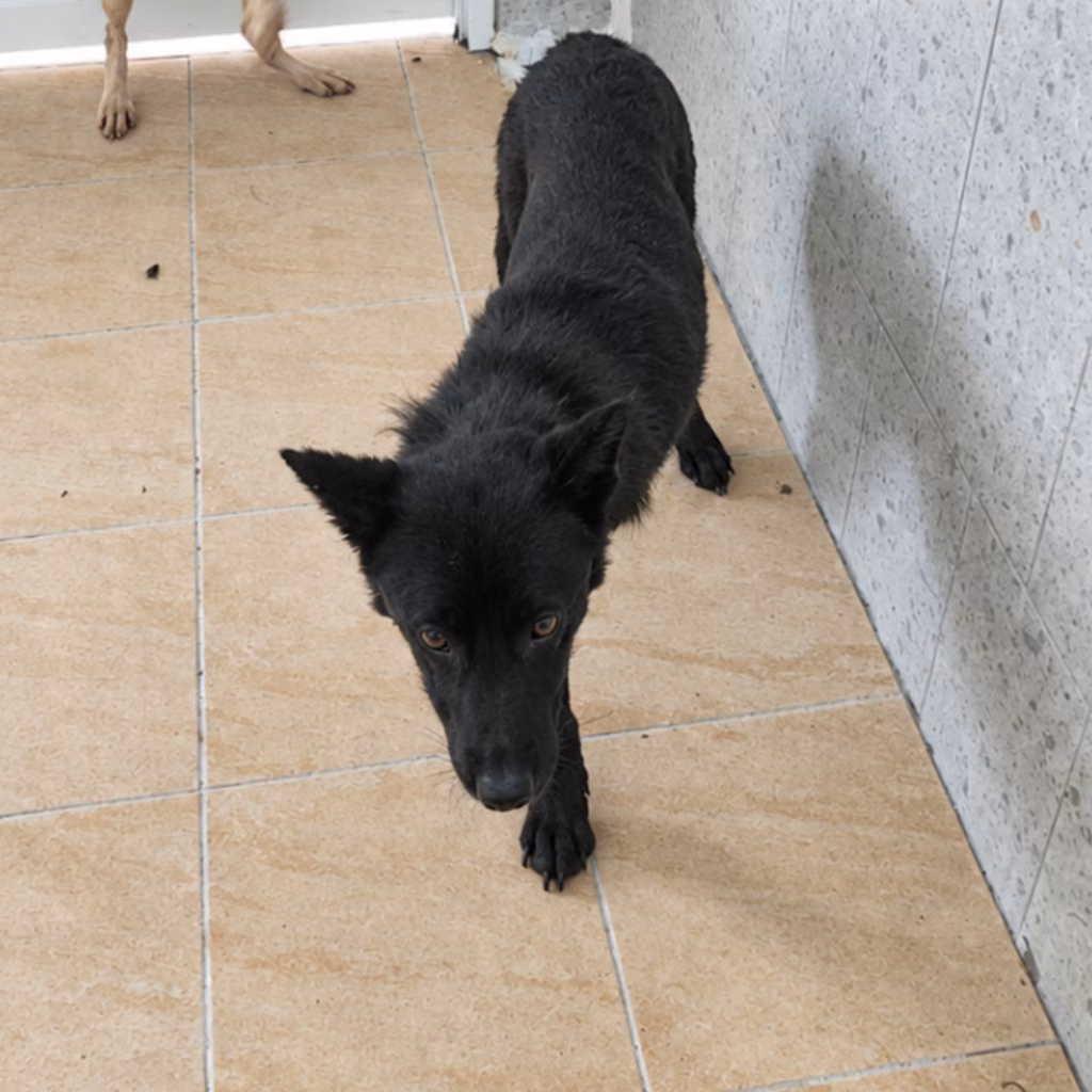 Black adult female mixed-breed dog, Medium, shelter no. …8-12