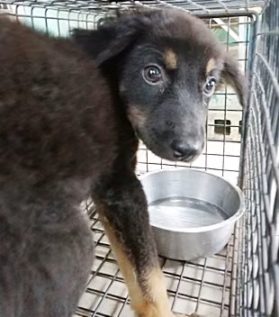 Black-and-brown young male mixed-breed dog, Medium, shelter no. …0002