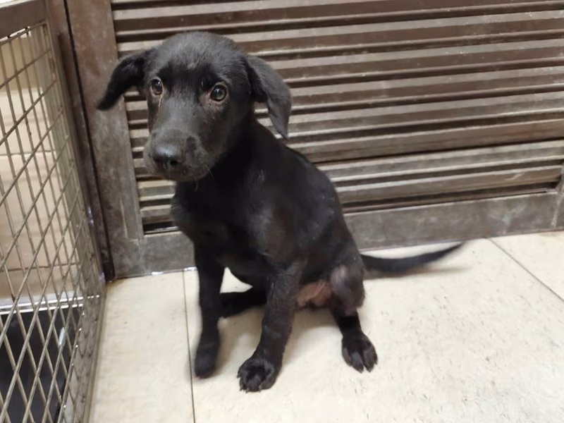 Black young female mixed-breed dog, Medium, shelter no. …1108