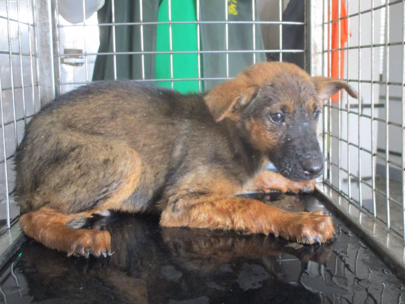 Brown young male mixed-breed dog, Small, shelter no. …5A23