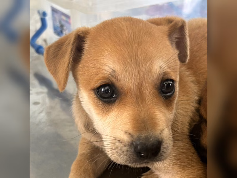 Tan-and-white adult female mixed-breed dog, Large, shelter no. …6003