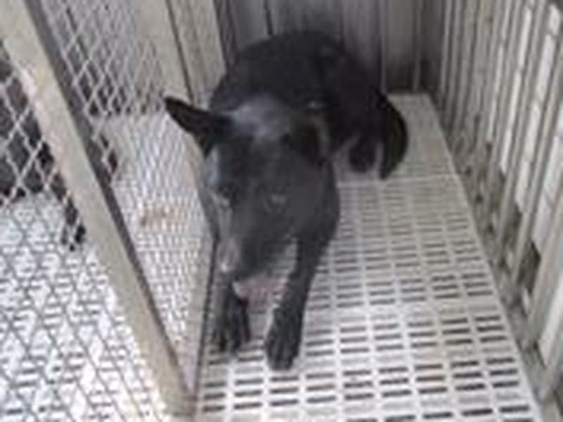Black adult male mixed-breed dog, Medium, shelter no. …1388