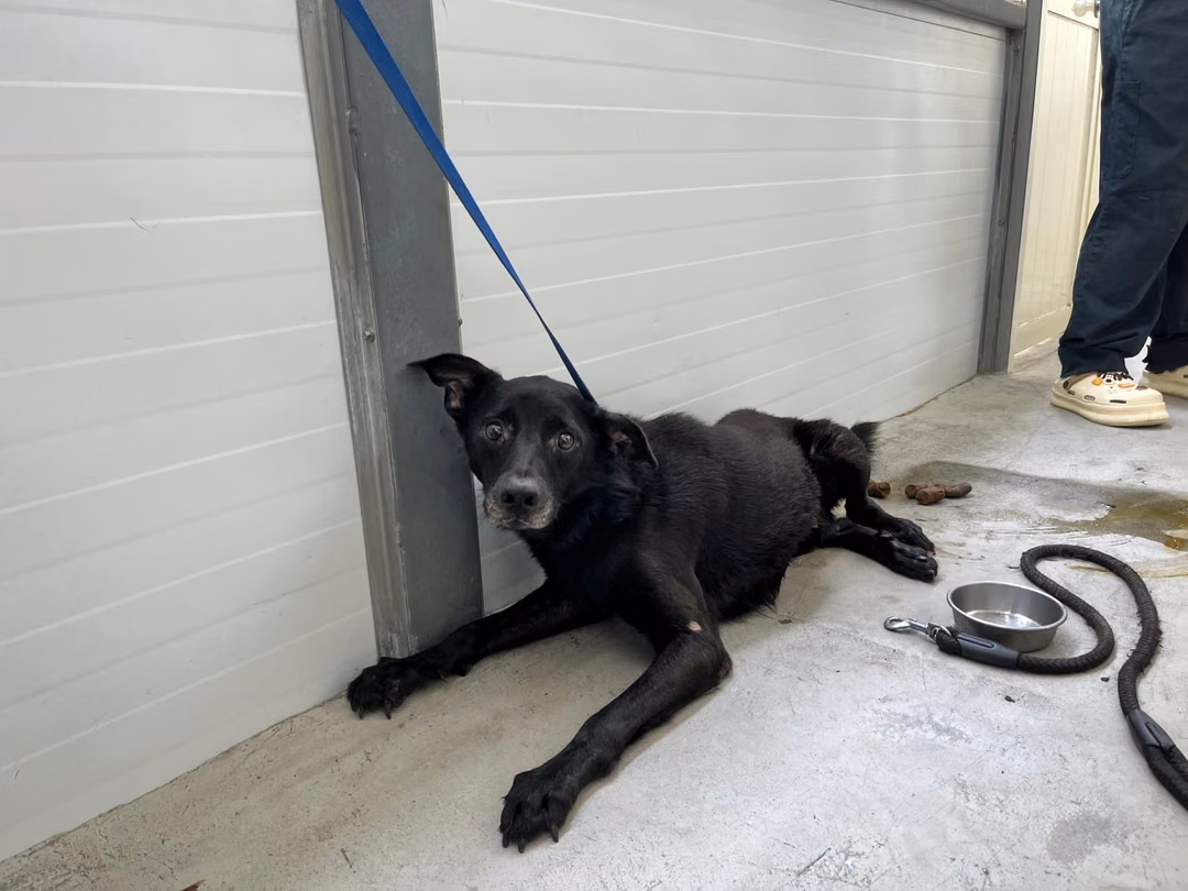 Black adult male mixed-breed dog, Medium, shelter no. …2401