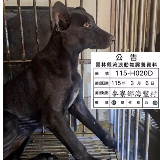 Black adult female mixed-breed dog, Large, shelter no. …020D