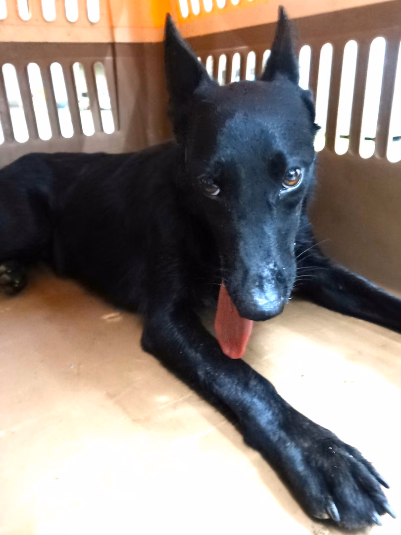 Black adult female mixed-breed dog, Large, shelter no. …1169