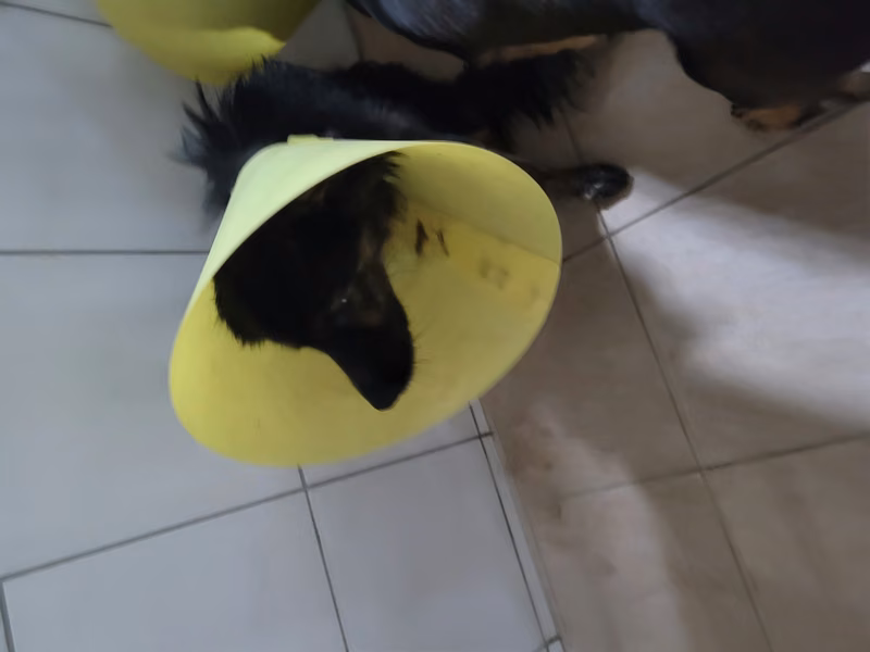 Black adult male mixed-breed dog, Medium, shelter no. …2015