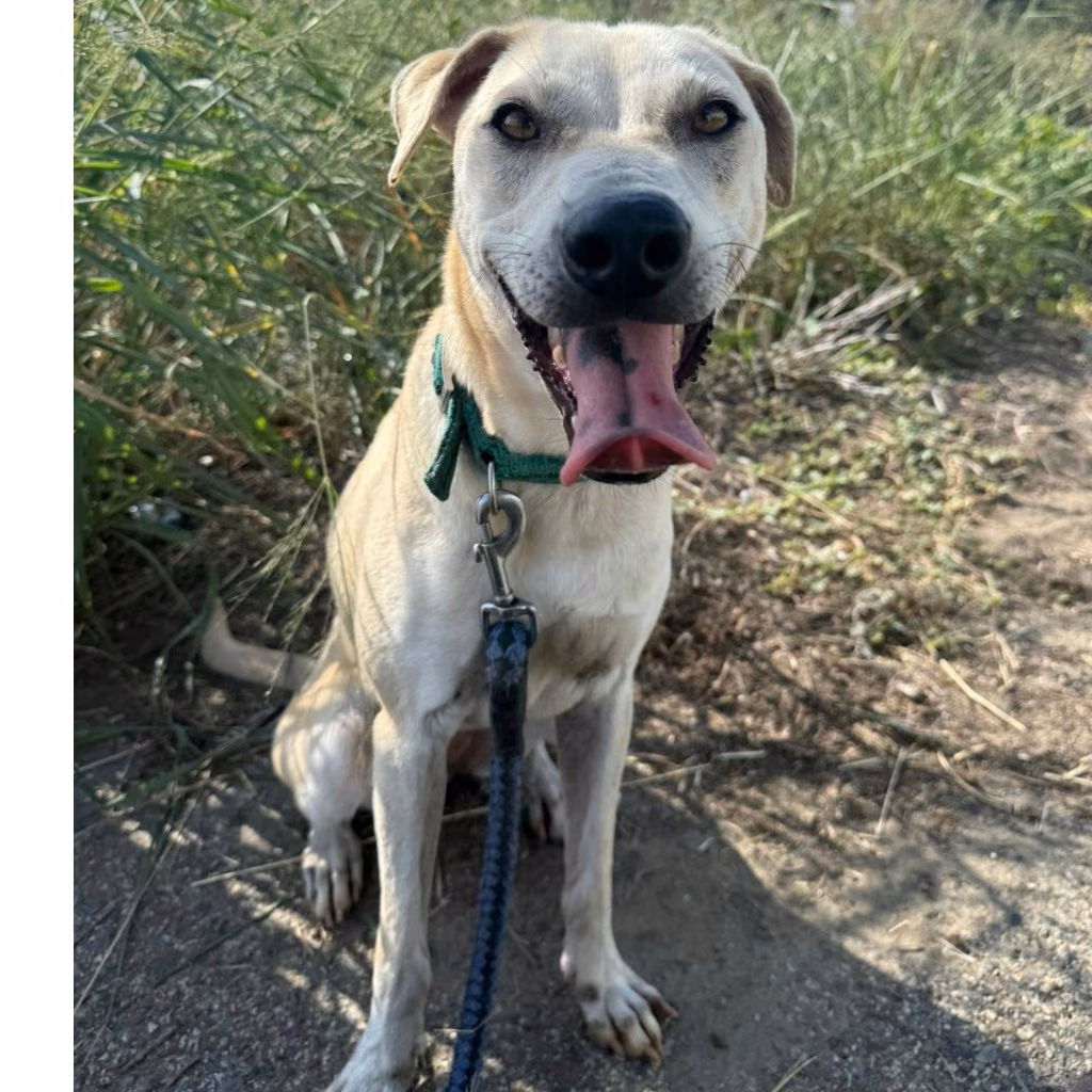 White adult female mixed-breed dog, Medium, shelter no. …2-06