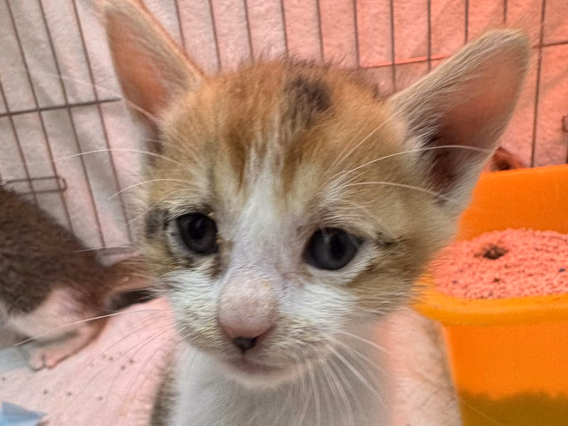 Calico young female mixed-breed cat, Small, shelter no. …4010