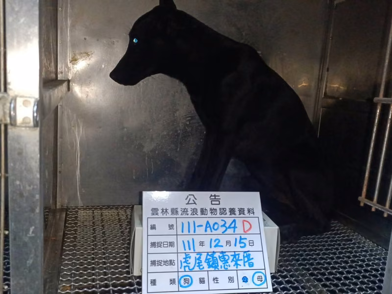 Black adult female mixed-breed dog, Large, shelter no. …034D